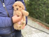Oyuncak Toy Poodle Bebeği̇mi̇z A Kali̇te