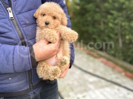 Oyuncak Toy Poodle Bebeği̇mi̇z A Kali̇te görsel