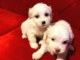 ev doğumu maltese bebegimiz