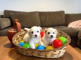 A Kalite Maltese Terrier Yavrularımız