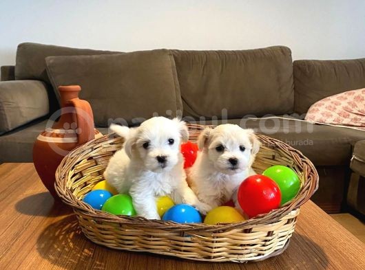 A Kalite Maltese Terrier Yavrularımız görsel