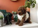 Ev Doğumu Poodle Yavrularımız