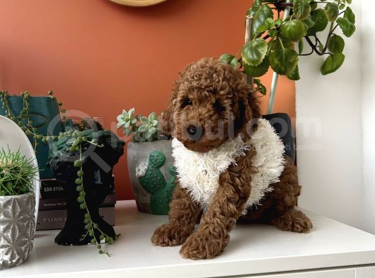 Ev Doğumu Poodle Yavrularımız görsel