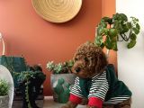 Ev Doğumu Poodle Yavrularımız
