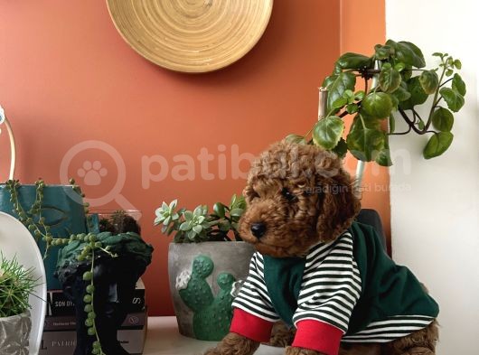 Ev Doğumu Poodle Yavrularımız görsel