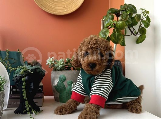 Ev Doğumu Poodle Yavrularımız görsel