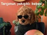 Ev doğumu poodle yavrularımız
