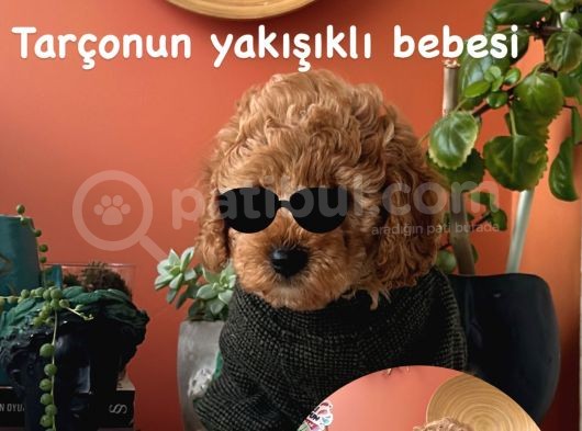 Ev Doğumu Poodle Yavrularımız