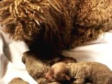 Red Toy Poodle Mükemmel Kalite Safkan