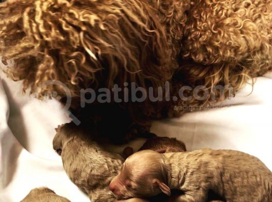 Red Toy Poodle Mükemmel Kalite Safkan görsel