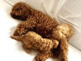 Red toy poodle mükemmel kalite safkan