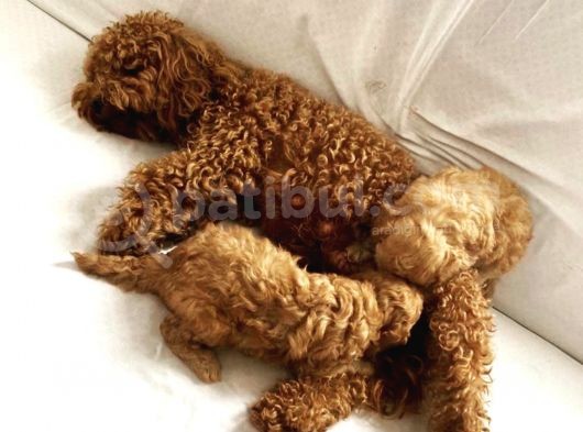 Red Toy Poodle Mükemmel Kalite Safkan