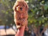 Red Toy Poodle Mükemmel Kalite Safkan