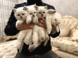 En Güzel Blue Point British Shorthair Yavrularımız