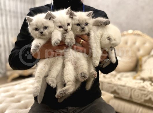 En Güzel Blue Point British Shorthair Yavrularımız görsel