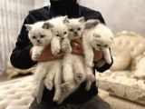 En Güzel Blue Point British Shorthair Yavrularımız
