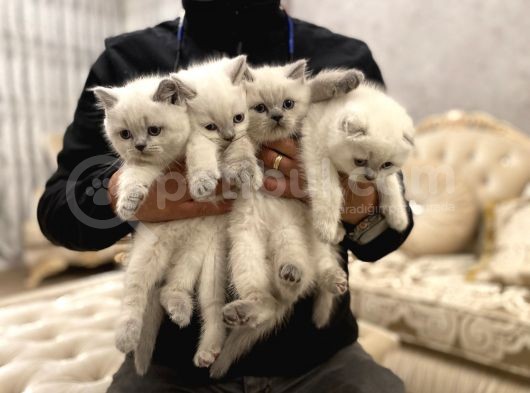 En Güzel Blue Point British Shorthair Yavrularımız görsel