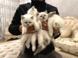 En Güzel Blue Point British Shorthair Yavrularımız