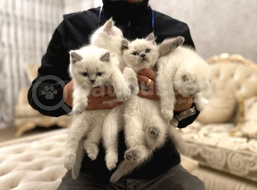En Güzel Blue Point British Shorthair Yavrularımız görsel