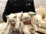 En Güzel Blue Point British Shorthair Yavrularımız