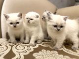 En Güzel Blue Point British Shorthair Yavrularımız