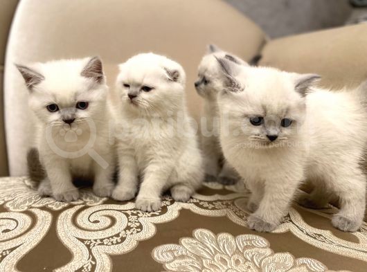 En Güzel Blue Point British Shorthair Yavrularımız görsel