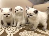 En Güzel Blue Point British Shorthair Yavrularımız
