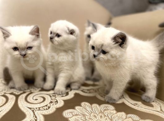 En Güzel Blue Point British Shorthair Yavrularımız görsel