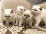 En Güzel Blue Point British Shorthair Yavrularımız