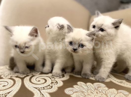 En Güzel Blue Point British Shorthair Yavrularımız görsel