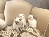 En Güzel Blue Point British Shorthair Yavrularımız