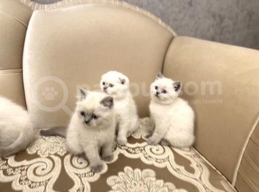 En Güzel Blue Point British Shorthair Yavrularımız görsel