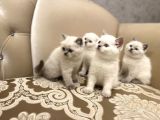 En Güzel Blue Point British Shorthair Yavrularımız