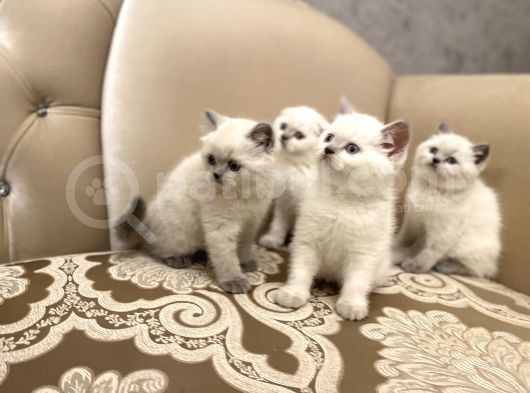 En Güzel Blue Point British Shorthair Yavrularımız görsel