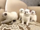En güzel Blue Point British Shorthair Yavrularımız