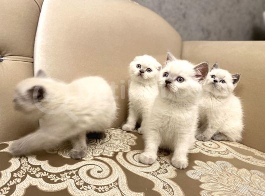 En Güzel Blue Point British Shorthair Yavrularımız