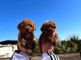 Red Toy Poodle Mükemmel Kalite Safkan