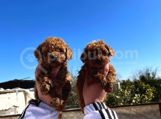 Red Toy Poodle Mükemmel Kalite Safkan görsel