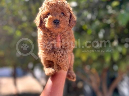 Red Toy Poodle Mükemmel Kalite Safkan görsel