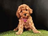 A Kalite Toy Poodle Yavrular 