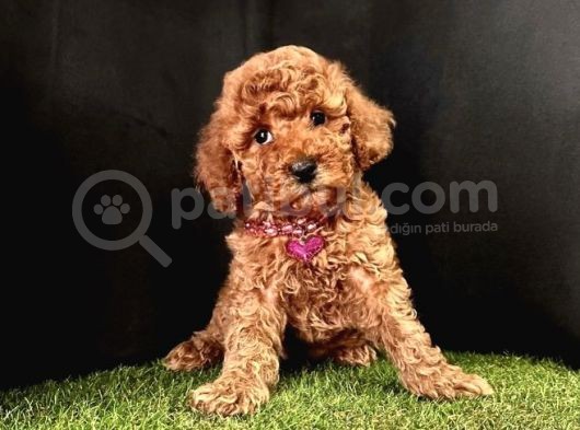 A Kalite Toy Poodle Yavrular  görsel