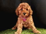 A Kalite Toy Poodle Yavrular 