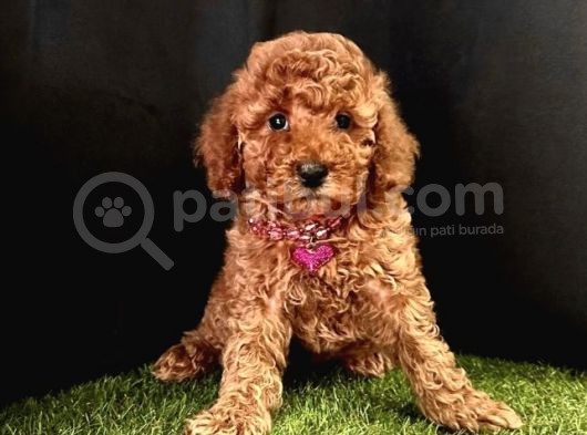 A Kalite Toy Poodle Yavrular  görsel