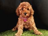 A kalite toy poodle yavrular 