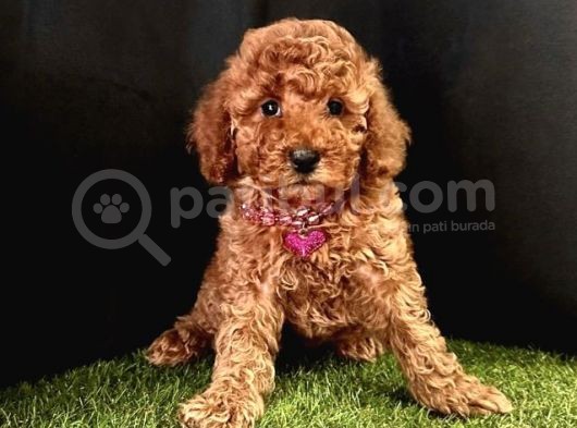 A Kalite Toy Poodle Yavrular 