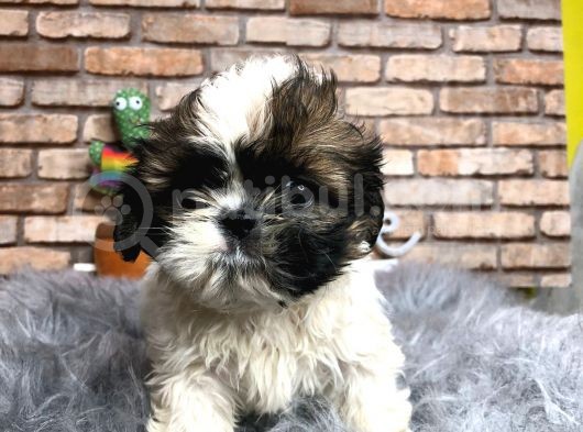 En Sevi̇mli̇ Shi̇h Tzu Erkek Yavru