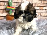 En Sevi̇mli̇ Shi̇h Tzu Erkek Yavru