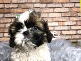 En Sevi̇mli̇ Shi̇h Tzu Erkek Yavru
