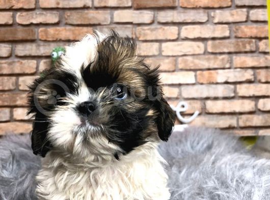 En Sevi̇mli̇ Shi̇h Tzu Erkek Yavru görsel