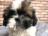 En Sevi̇mli̇ Shi̇h Tzu Erkek Yavru